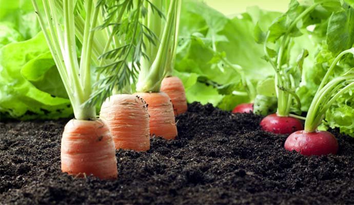 Ozone in Agriculture ozone-generator-for-agriculture