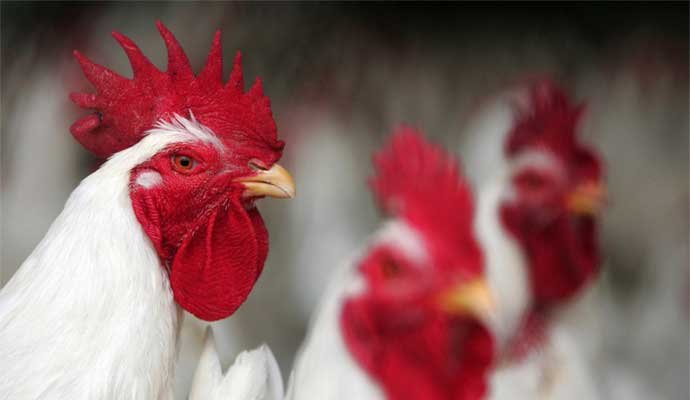 Ozone in Poultry ozone-generator-for-poultry
