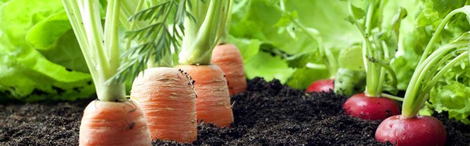 Ozone in Agriculture application ozone-in-agriculture-application-faraday-ozone