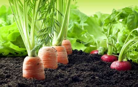 Ozone treatment for Agriculture ozone-treatment-for-agriculture-faraday-ozone-india