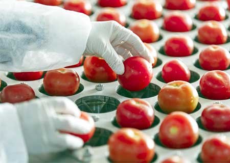 Ozone treatment for Food Processing Industry ozone-treatment-for-food-processing-industry