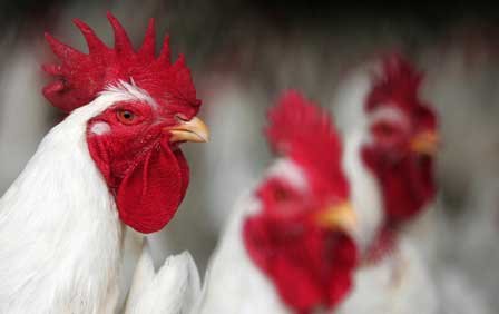 Ozone treatment for Poultry ozone-treatment-for-poultry-faraday-ozone-india